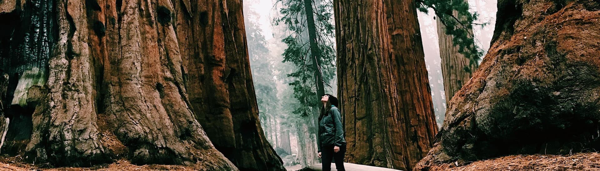 A person dwarfed by the immense size of ancient redwood trees.