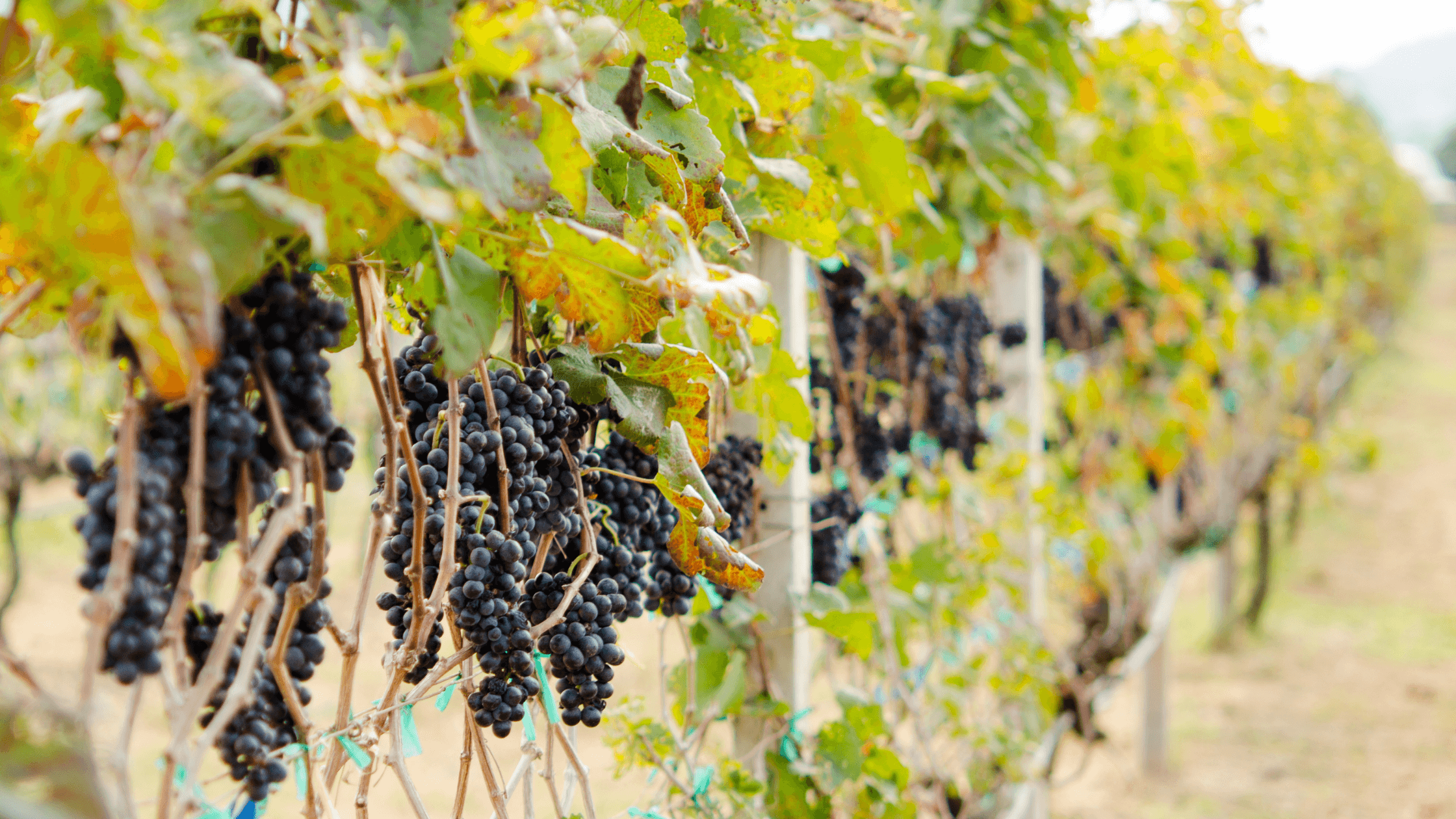 Hotels in Anderson Valley Wine Region Hotels in Anderson Valley Wine Region